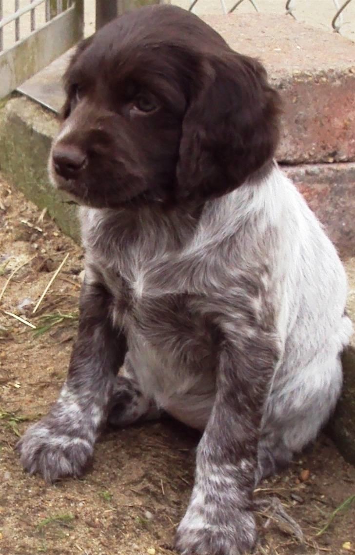 Kleiner münsterländer Løvmosen´s Tikka billede 2