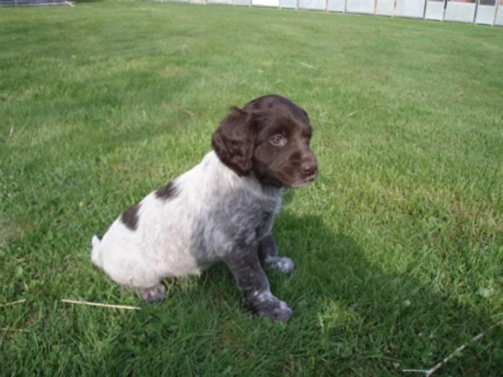 Kleiner münsterländer Løvmosen´s Tikka billede 3