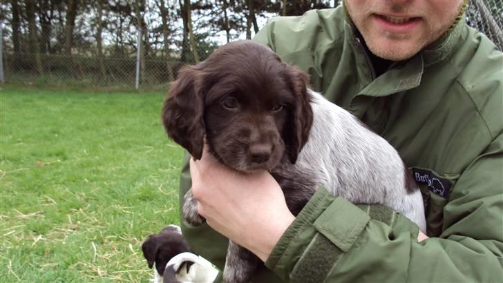 Kleiner münsterländer Løvmosen´s Tikka billede 4