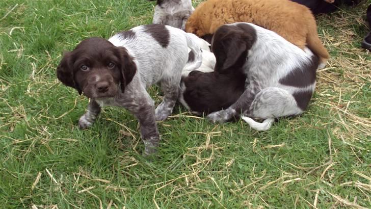 Kleiner münsterländer Løvmosen´s Tikka billede 5