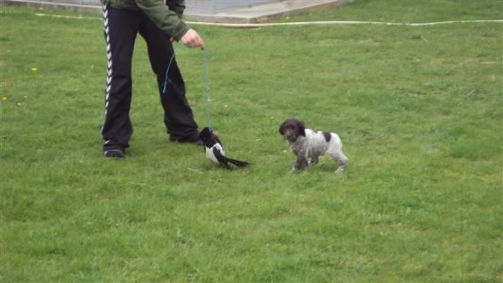 Kleiner münsterländer Løvmosen´s Tikka billede 6