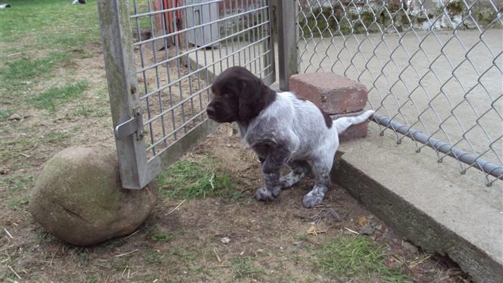 Kleiner münsterländer Løvmosen´s Tikka billede 7