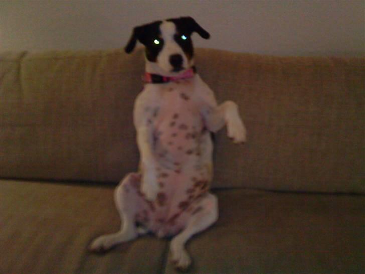 Blanding af racer Ea - Like my pink belly? billede 6