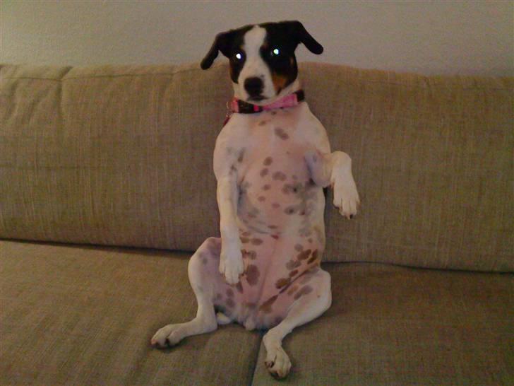 Blanding af racer Ea - Deres majestæt Ea. "Gud bevare danmark" billede 7