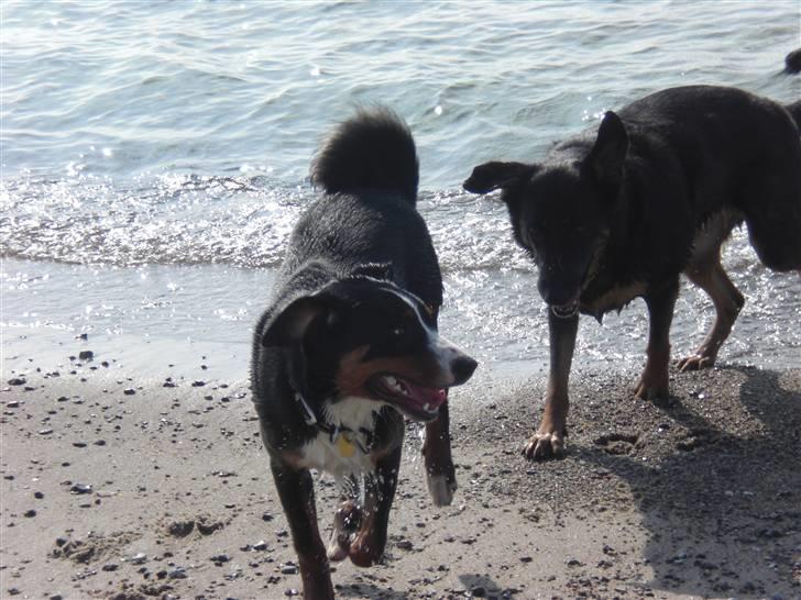 Appenzeller sennenhund Bufas Zalza Zizi (Caza) billede 1