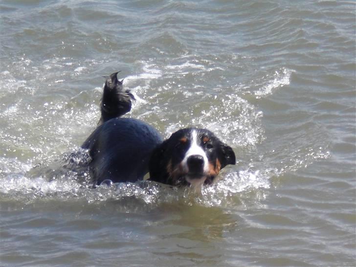 Appenzeller sennenhund Bufas Zalza Zizi (Caza) - Jeg er en rigtig vandhund billede 2