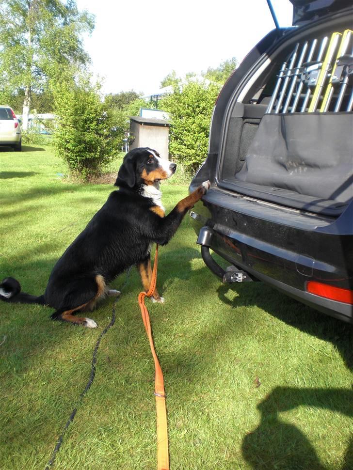 Appenzeller sennenhund Bufas Zalza Zizi (Caza) - Må jeg ikke godt komme ind i bilen? billede 3
