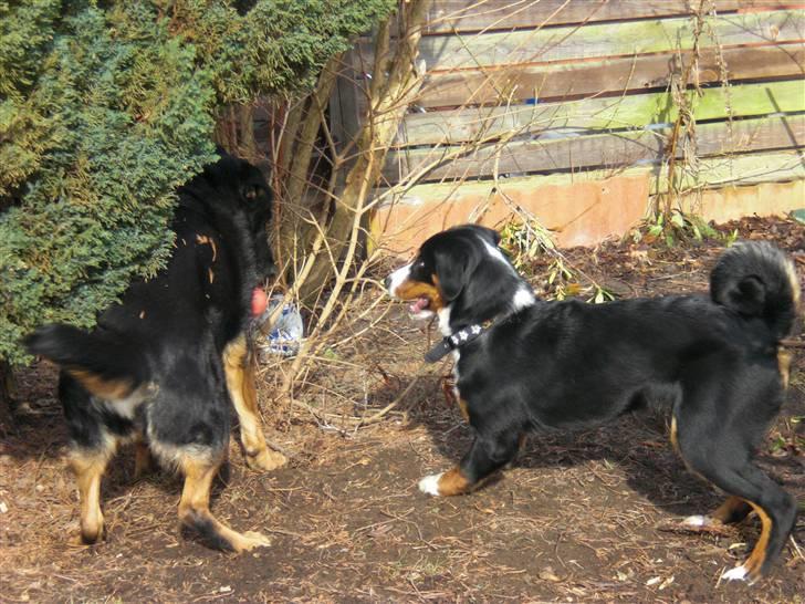 Appenzeller sennenhund Bufas Zalza Zizi (Caza) billede 4