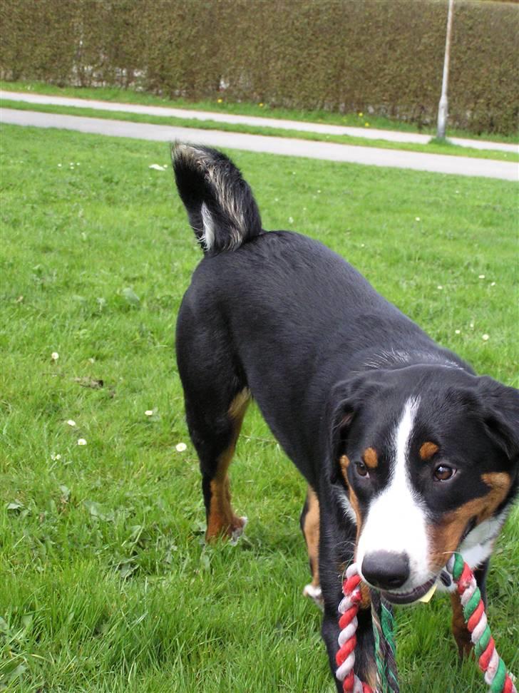 Appenzeller sennenhund Bufas Zalza Zizi (Caza) billede 5