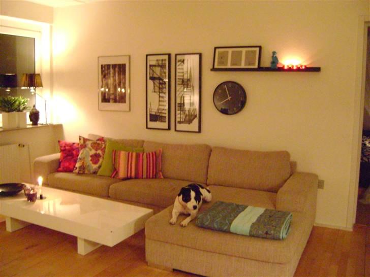 Blanding af racer Ea - Ea hygger i sofaen..  billede 10