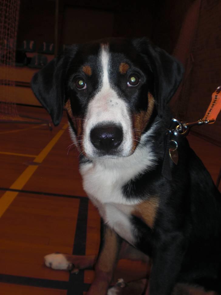 Appenzeller sennenhund Bufas Zalza Zizi (Caza) billede 6