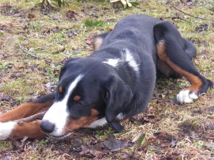 Appenzeller sennenhund Bufas Zalza Zizi (Caza) billede 7