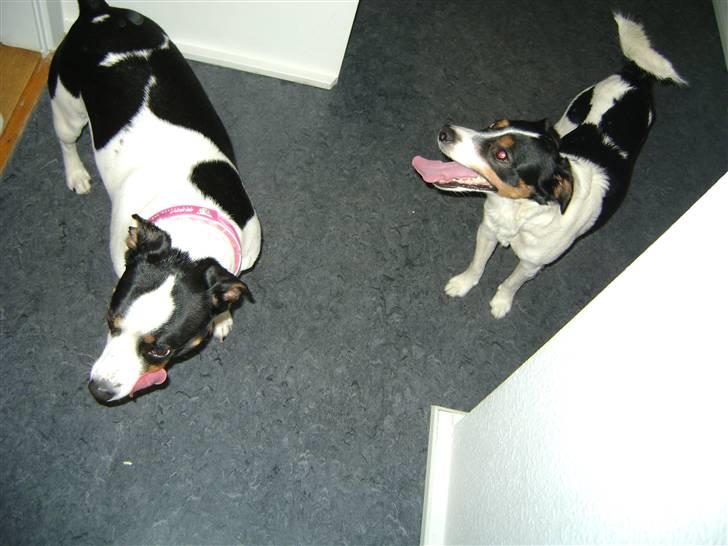 Blanding af racer Ea - Ea og hendes legekammerat Vaks.... billede 12