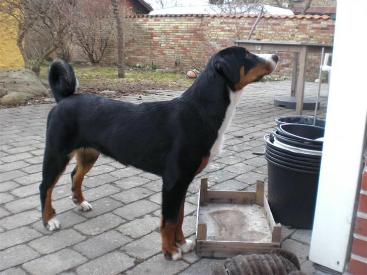 Appenzeller sennenhund Bufas Zalza Zizi (Caza) billede 8