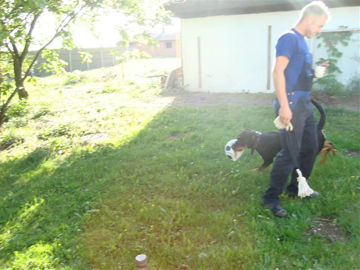 Rottweiler Tyson billede 16