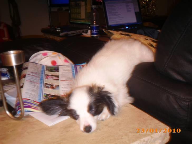 Papillon Zimba - Ja jeg kan jo sove alle steder, bare mor eller far er i nærheden :-) billede 15