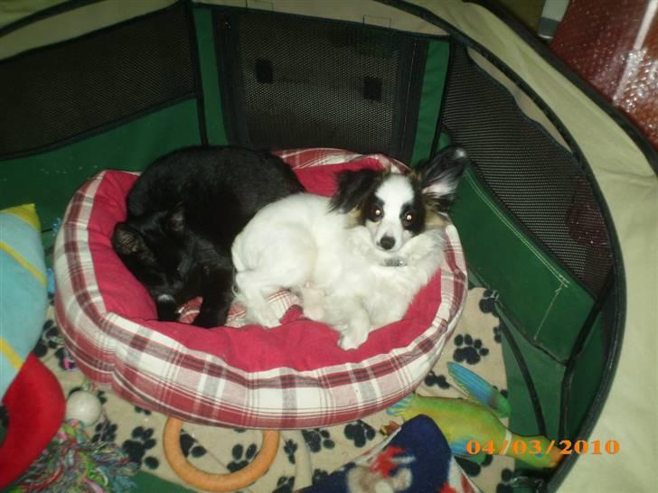 Papillon Zimba - Putter lige med katten billede 16