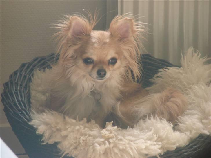 Chihuahua Chili billede 19