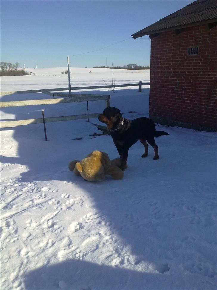 Rottweiler Heitah`s Rolex billede 3