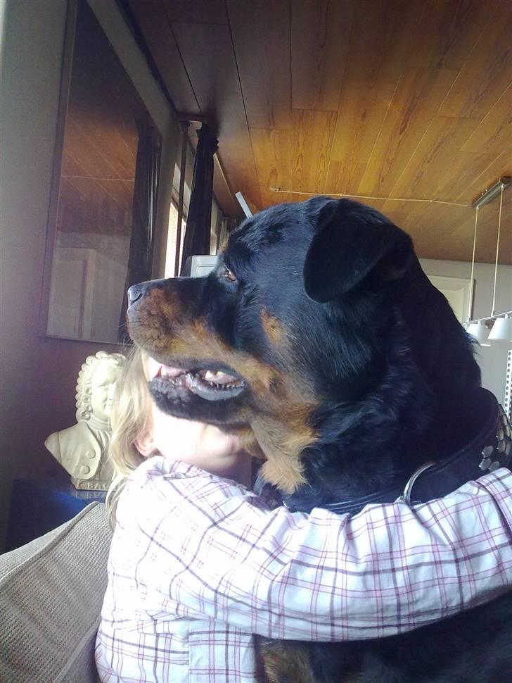 Rottweiler Heitah`s Rolex - jeg passer på min mors datter.. billede 5