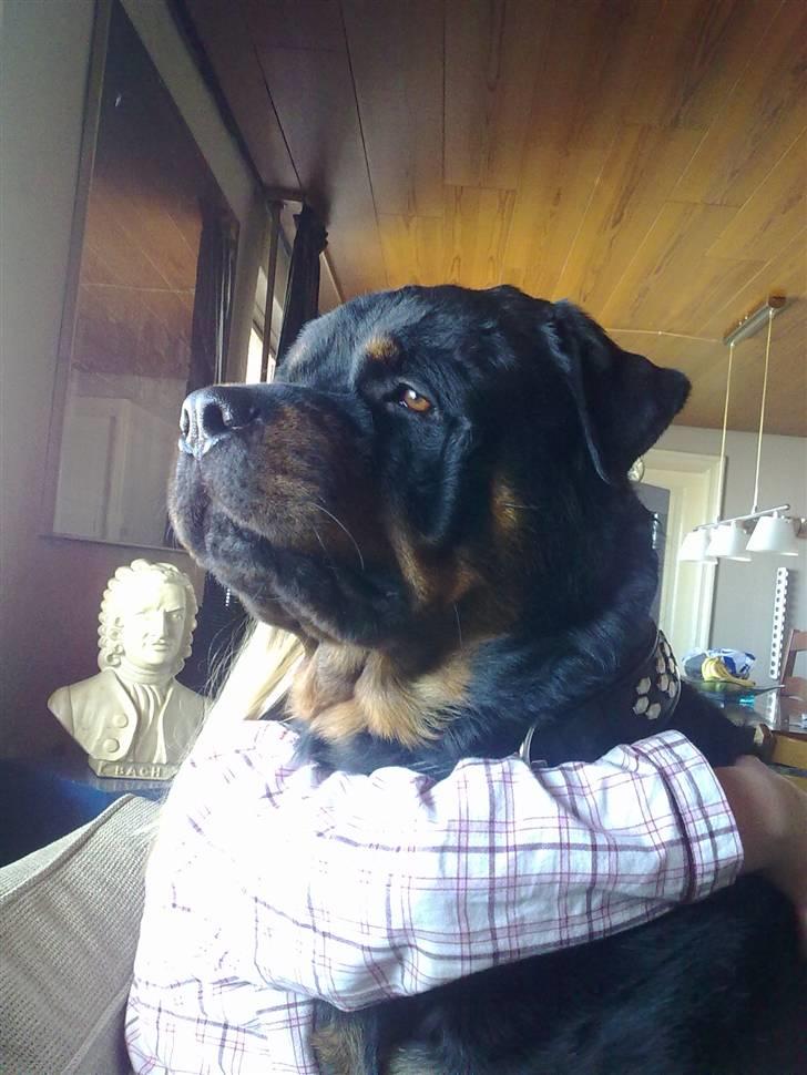 Rottweiler Heitah`s Rolex billede 6