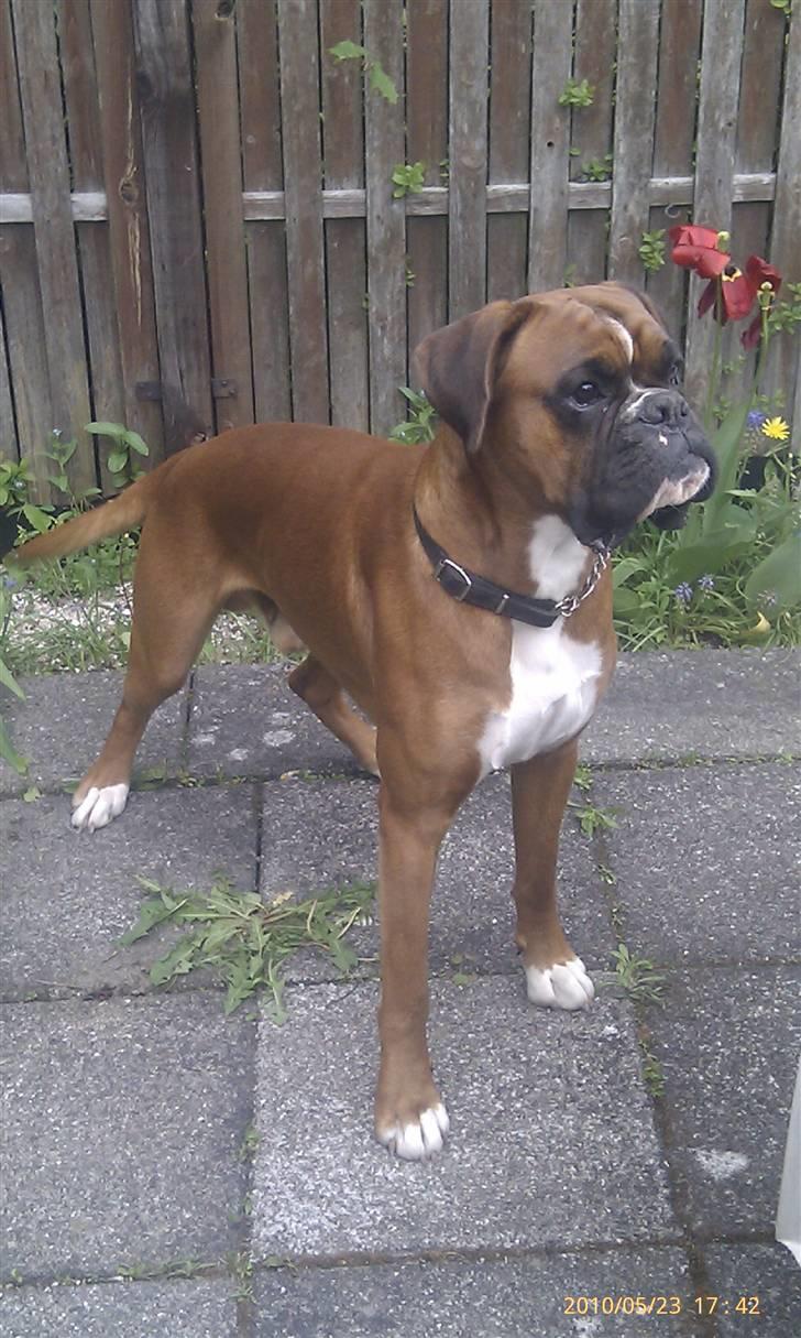 Boxer Kenzo, Keni´s Hummer billede 17