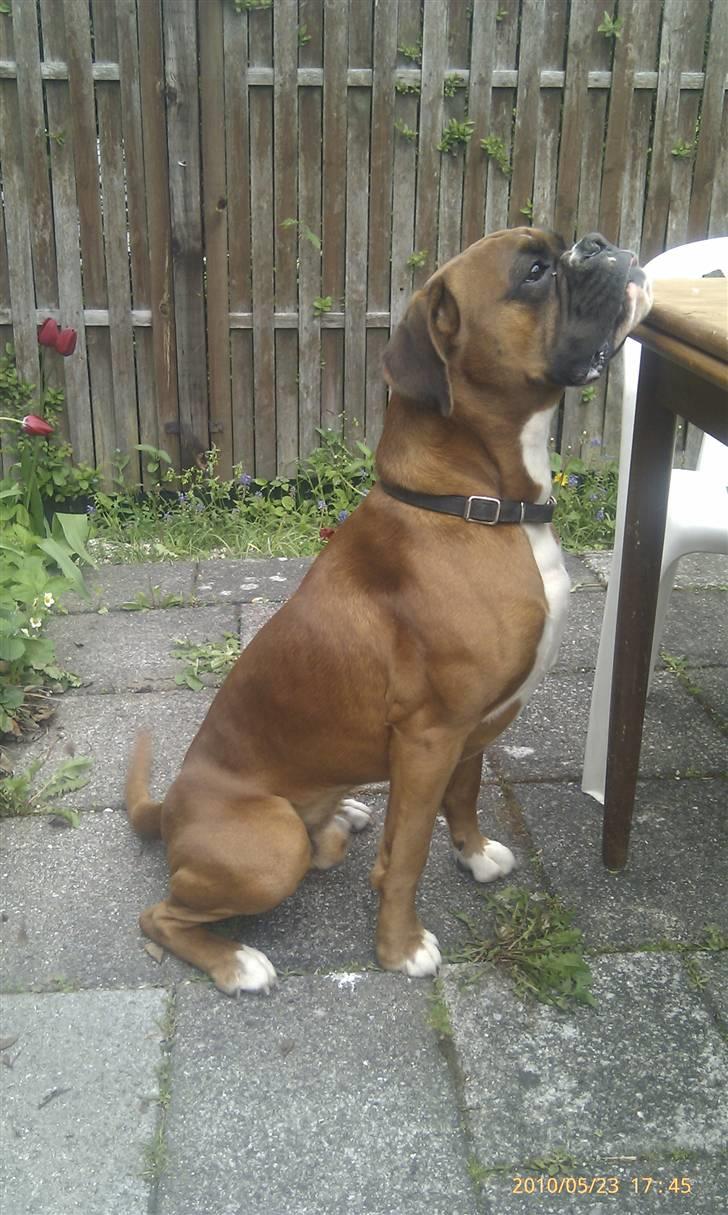 Boxer Kenzo, Keni´s Hummer billede 18