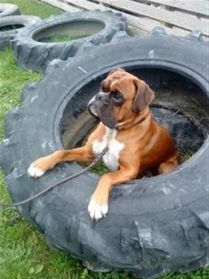 Boxer Kenzo, Keni´s Hummer billede 19