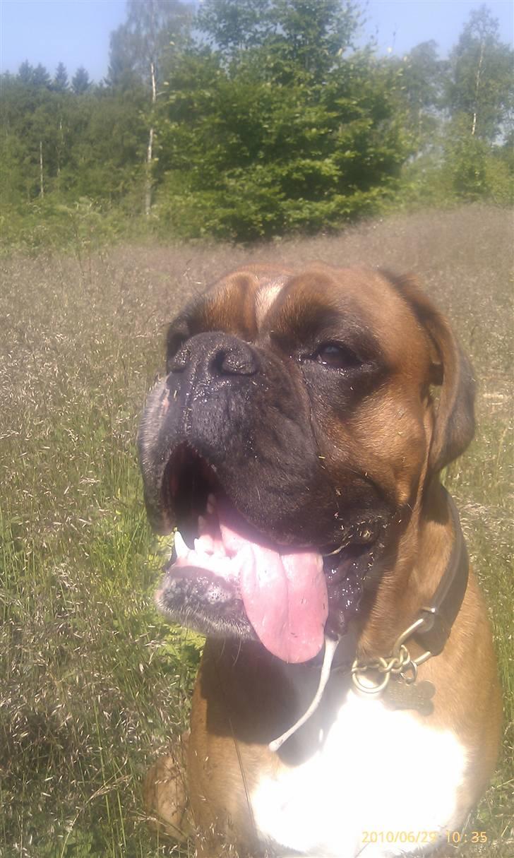 Boxer Kenzo, Keni´s Hummer billede 20