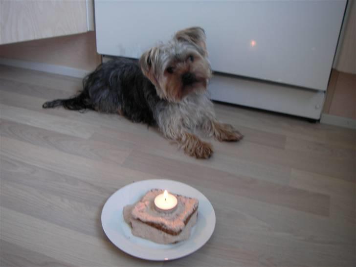 Yorkshire terrier Bounty - Bounty´s 1 års fødselsdag d. 18/5 2010 :) billede 17