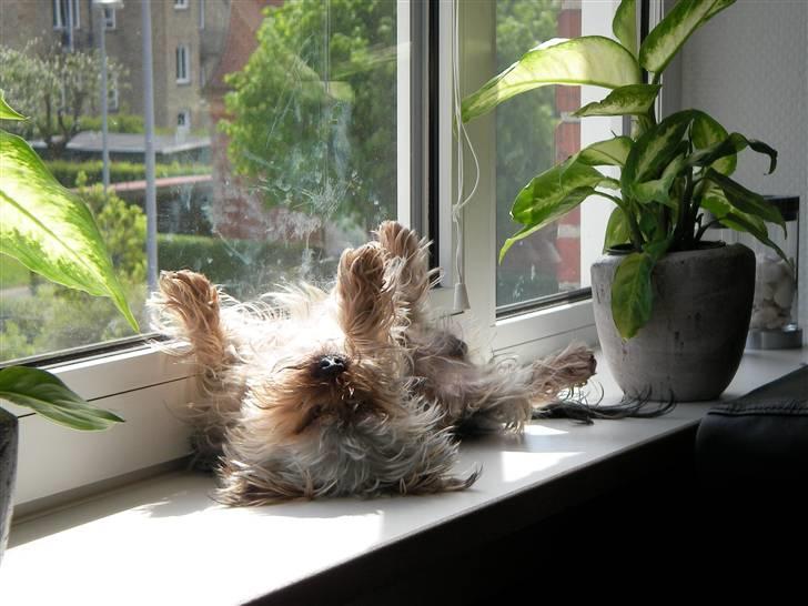 Yorkshire terrier Bounty - Total hygge og afslapning i vindueskarmen :) billede 18