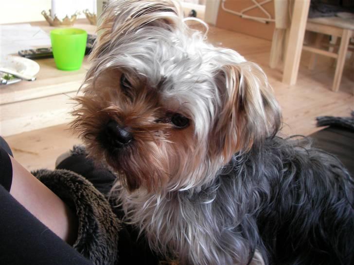Yorkshire terrier Bounty billede 19