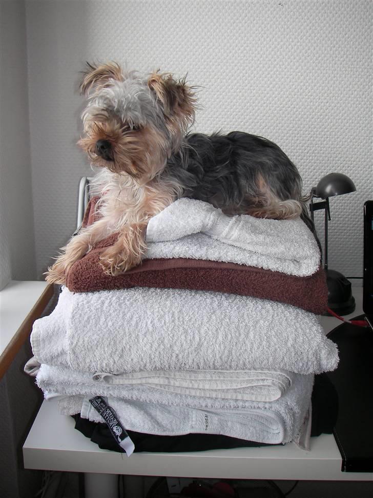 Yorkshire terrier Bounty billede 20