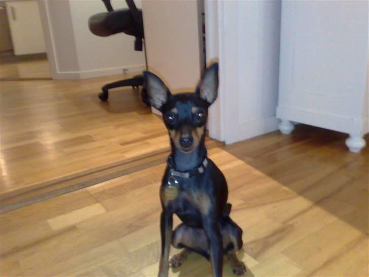 Dvaergpinscher Stella billede 2