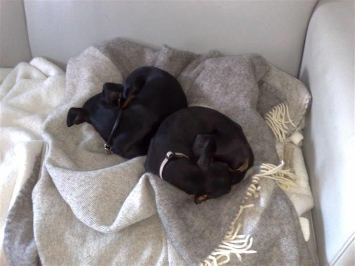 Dvaergpinscher Stella billede 3