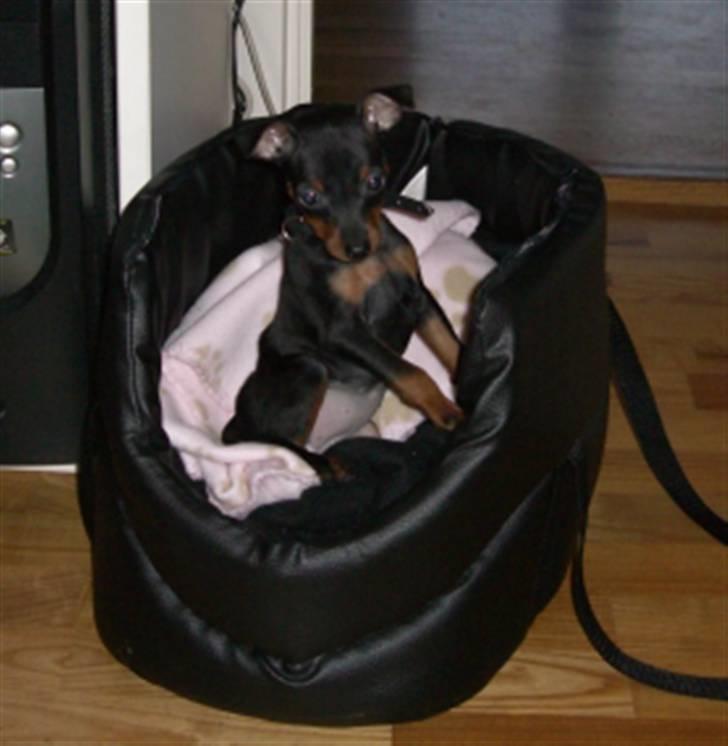 Dvaergpinscher Stella billede 4