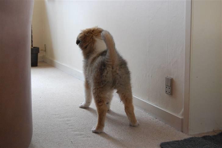 Collie langhåret CHILLI | Prinsessen - Nåe, den der "ende" er god, er alting jo Godt xD. Farvel & Forhåblig Gensyn :D! - Jeanette R. Mehl billede 20