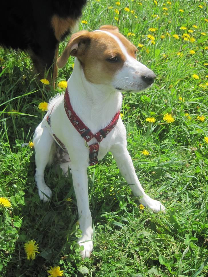 Blanding af racer Luna Sofia billede 6