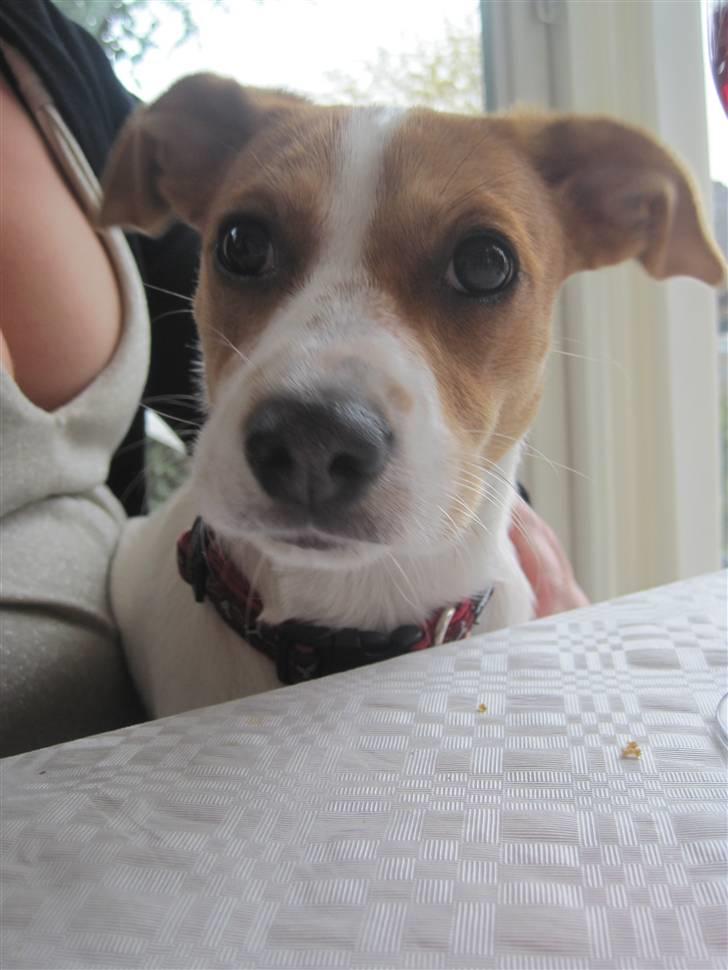 Blanding af racer Luna Sofia billede 15