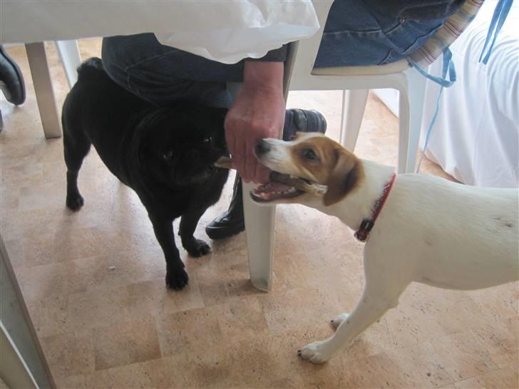 Blanding af racer Luna Sofia - Luna og Fætter Aiko billede 11