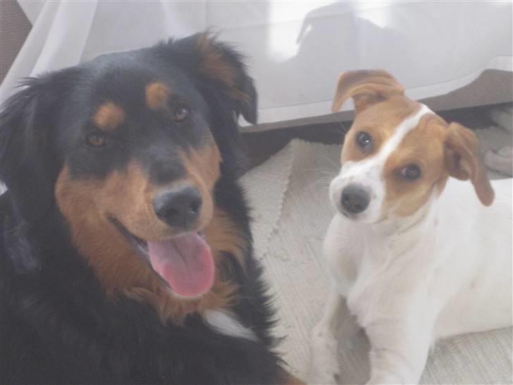 Blanding af racer Luna Sofia billede 12