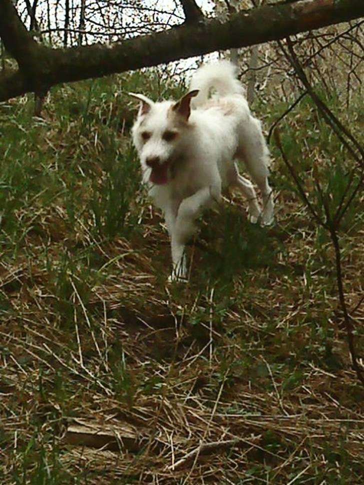 Jack russell terrier Coco billede 14