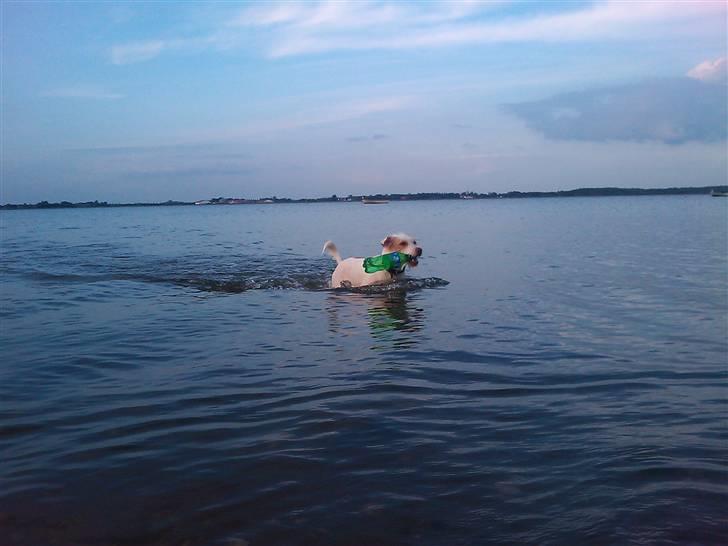 Jack russell terrier Coco billede 16