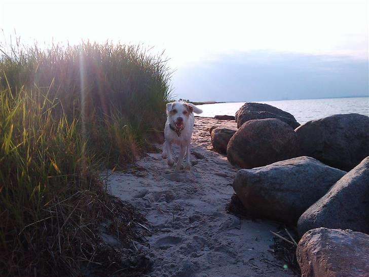 Jack russell terrier Coco billede 17