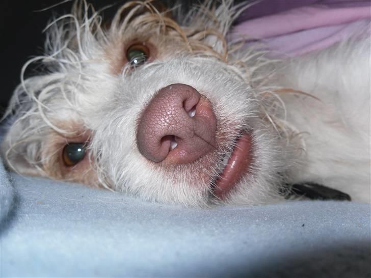 Jack russell terrier Coco billede 18