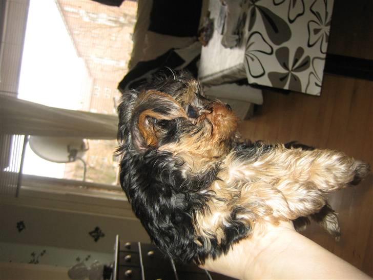 Yorkshire terrier Madonna ( Donna pigen ) billede 2