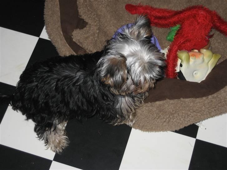 Yorkshire terrier Madonna ( Donna pigen ) billede 3