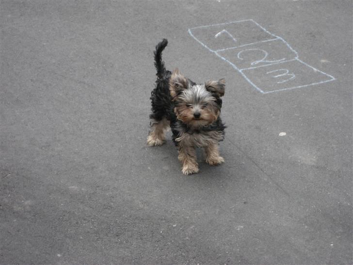 Yorkshire terrier Madonna ( Donna pigen ) billede 4