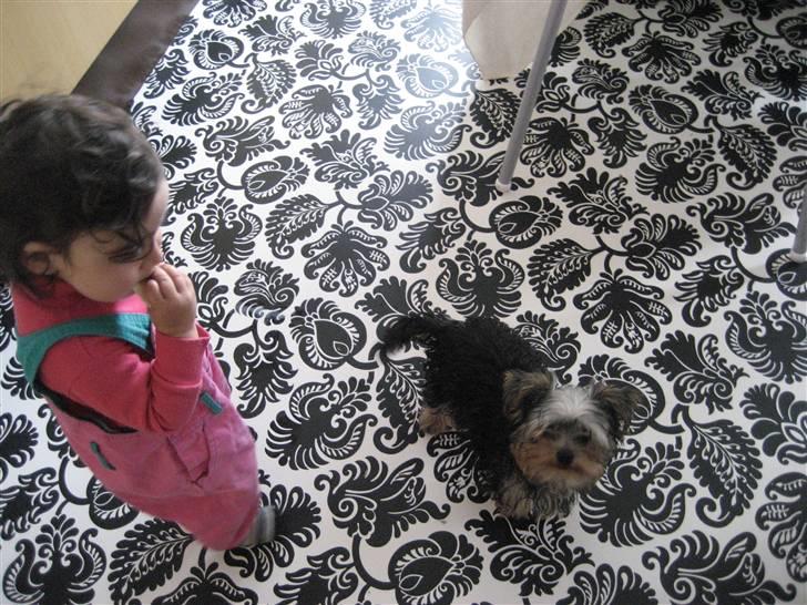 Yorkshire terrier Madonna ( Donna pigen ) billede 5