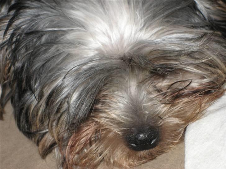 Yorkshire terrier Madonna ( Donna pigen ) billede 6